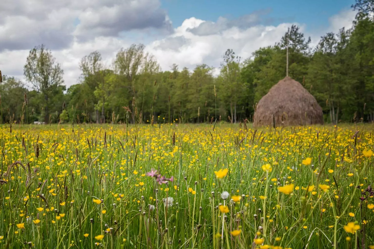Sommerwiese Mit Heuschober Spreewald