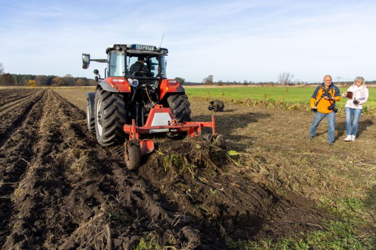 Scharfes Gemüse geerntet