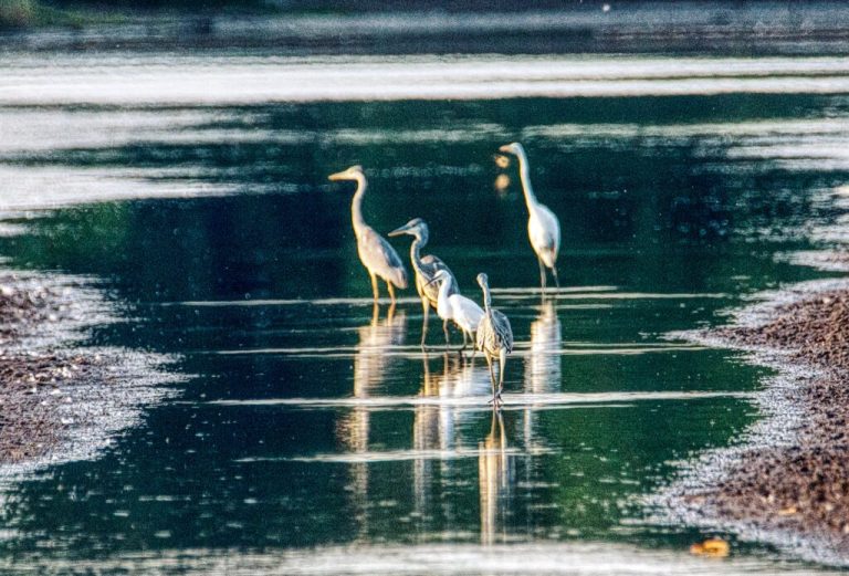 „Exoten“ im Spreewald